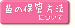 さつまいも苗の保管方法について