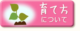 さつまいもの育て方について