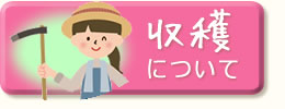 さつまいもの収穫について